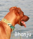 Bhanju