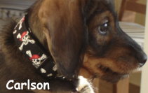 Carlson