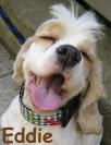 Eddie mit Cherry Checker Halsband