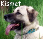 Kismet