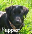 Pepper