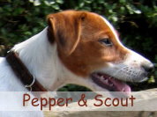 Pepper & Scout
