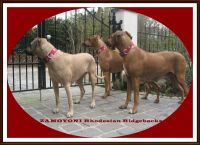 Hundehalsband 