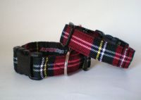 trendiges Welpenhalsband  