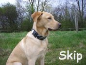Skip mit Camouflage Halsband und Leine