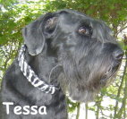 Tessa